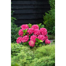 Гортензія широколиста Сібілла / Мася | Hydrangea macrophylla Sibilla / Masja | Гортензия широколистная Сибилла / Мася