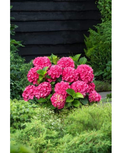 Гортензія широколиста Сібілла / Мася | Hydrangea macrophylla Sibilla / Masja | Гортензия широколистная Сибилла / Мася