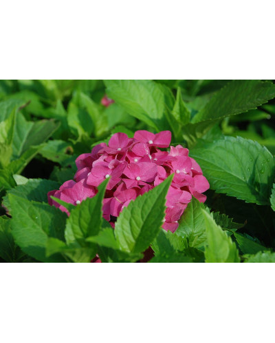 Гортензія широколиста Сібілла / Мася | Hydrangea macrophylla Sibilla / Masja | Гортензия широколистная Сибилла / Мася