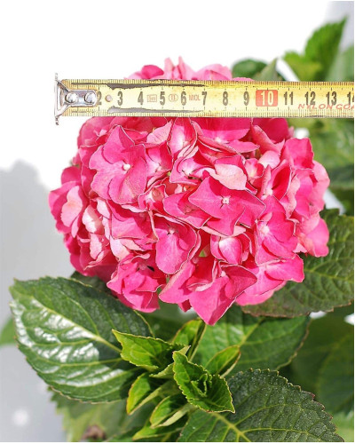 Гортензія широколиста Сібілла / Мася | Hydrangea macrophylla Sibilla / Masja | Гортензия широколистная Сибилла / Мася
