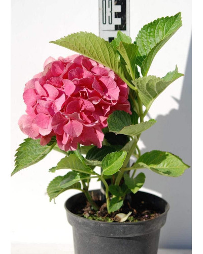 Гортензія широколиста Сібілла / Мася | Hydrangea macrophylla Sibilla / Masja | Гортензия широколистная Сибилла / Мася
