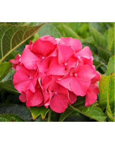 Гортензія широколиста Сібілла / Мася | Hydrangea macrophylla Sibilla / Masja | Гортензия широколистная Сибилла / Мася