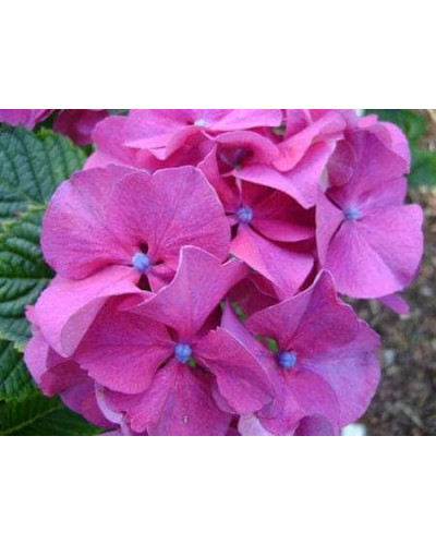 Гортензія широколиста Сібілла / Мася | Hydrangea macrophylla Sibilla / Masja | Гортензия широколистная Сибилла / Мася