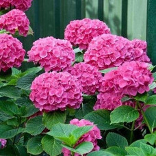 Гортензія широколиста Сібілла / Мася | Hydrangea macrophylla Sibilla / Masja | Гортензия широколистная Сибилла / Мася