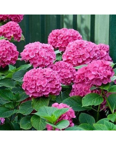 Гортензія широколиста Сібілла / Мася | Hydrangea macrophylla Sibilla / Masja | Гортензия широколистная Сибилла / Мася