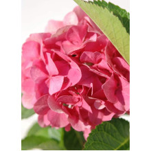 Гортензія широколиста Сібілла / Мася | Hydrangea macrophylla Sibilla / Masja | Гортензия широколистная Сибилла / Мася