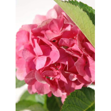 Гортензія широколиста Сібілла / Мася | Hydrangea macrophylla Sibilla / Masja | Гортензия широколистная Сибилла / Мася