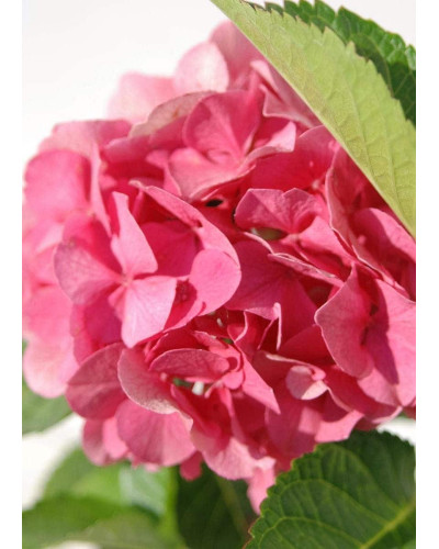 Гортензія широколиста Сібілла / Мася | Hydrangea macrophylla Sibilla / Masja | Гортензия широколистная Сибилла / Мася