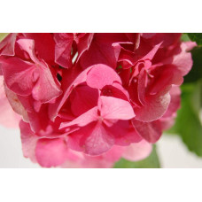 Гортензія широколиста Сібілла / Мася | Hydrangea macrophylla Sibilla / Masja | Гортензия широколистная Сибилла / Мася
