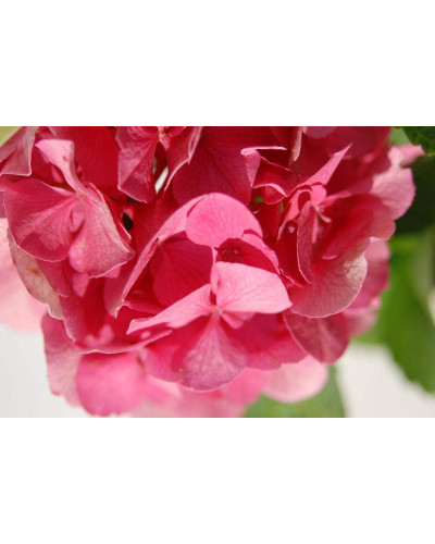 Гортензія широколиста Сібілла / Мася | Hydrangea macrophylla Sibilla / Masja | Гортензия широколистная Сибилла / Мася