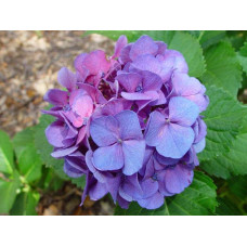 Гортензія широколиста Сібілла / Мася | Hydrangea macrophylla Sibilla / Masja | Гортензия широколистная Сибилла / Мася