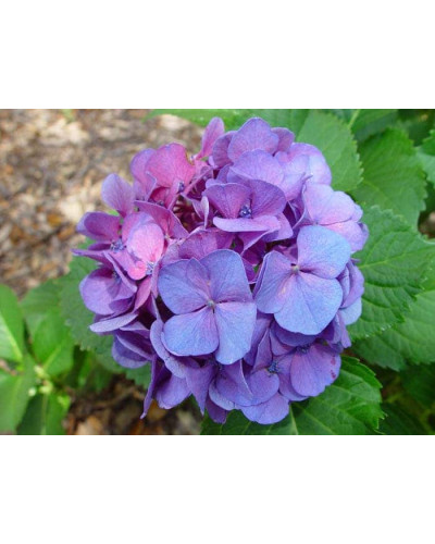 Гортензія широколиста Сібілла / Мася | Hydrangea macrophylla Sibilla / Masja | Гортензия широколистная Сибилла / Мася