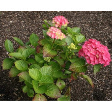 Гортензія широколиста Сібілла / Мася | Hydrangea macrophylla Sibilla / Masja | Гортензия широколистная Сибилла / Мася