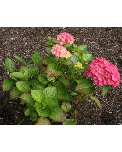Гортензія широколиста Сібілла / Мася | Hydrangea macrophylla Sibilla / Masja | Гортензия широколистная Сибилла / Мася