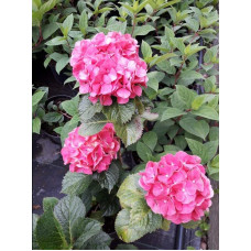 Гортензія широколиста Сібілла / Мася | Hydrangea macrophylla Sibilla / Masja | Гортензия широколистная Сибилла / Мася