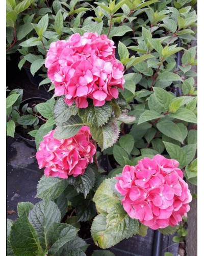Гортензія широколиста Сібілла / Мася | Hydrangea macrophylla Sibilla / Masja | Гортензия широколистная Сибилла / Мася