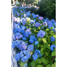 Гортензія широколиста Ніко Блю | Hydrangea macrophylla Nikko BlueГортензия широколистная Нико Блю | Hydrangea macrophylla Nikko Blue