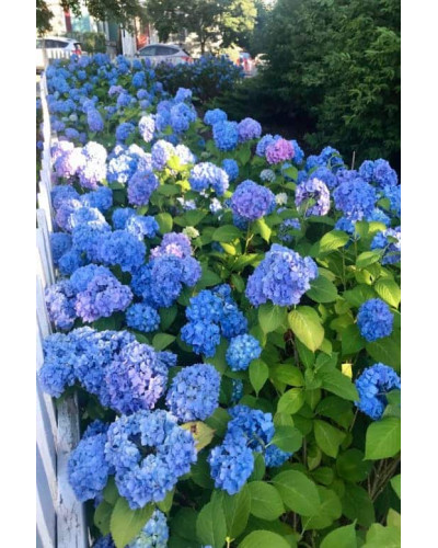Гортензія широколиста Ніко Блю | Hydrangea macrophylla Nikko BlueГортензия широколистная Нико Блю | Hydrangea macrophylla Nikko Blue
