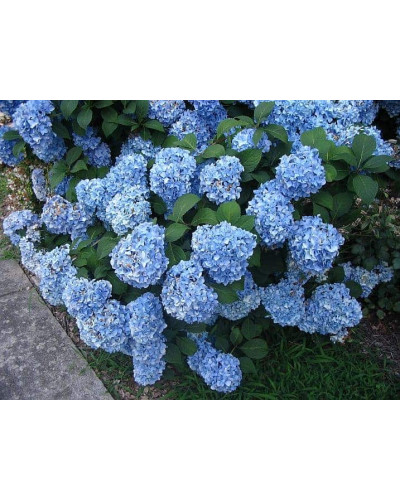 Гортензія широколиста Ніко Блю | Hydrangea macrophylla Nikko BlueГортензия широколистная Нико Блю | Hydrangea macrophylla Nikko Blue