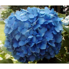 Гортензія широколиста Ніко Блю | Hydrangea macrophylla Nikko BlueГортензия широколистная Нико Блю | Hydrangea macrophylla Nikko Blue