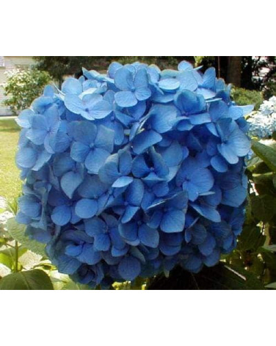 Гортензія широколиста Ніко Блю | Hydrangea macrophylla Nikko BlueГортензия широколистная Нико Блю | Hydrangea macrophylla Nikko Blue
