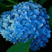 Гортензія широколиста Ніко Блю | Hydrangea macrophylla Nikko BlueГортензия широколистная Нико Блю | Hydrangea macrophylla Nikko Blue