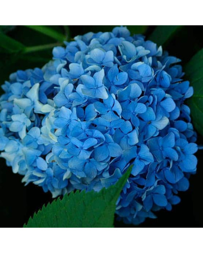 Гортензія широколиста Ніко Блю | Hydrangea macrophylla Nikko BlueГортензия широколистная Нико Блю | Hydrangea macrophylla Nikko Blue