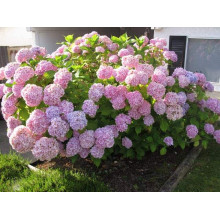 Гортензія широколиста Ніко Блю | Hydrangea macrophylla Nikko BlueГортензия широколистная Нико Блю | Hydrangea macrophylla Nikko Blue
