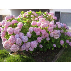 Гортензія широколиста Ніко Блю | Hydrangea macrophylla Nikko BlueГортензия широколистная Нико Блю | Hydrangea macrophylla Nikko Blue
