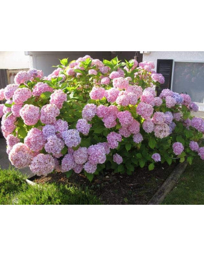 Гортензія широколиста Ніко Блю | Hydrangea macrophylla Nikko BlueГортензия широколистная Нико Блю | Hydrangea macrophylla Nikko Blue