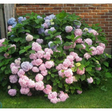 Гортензія широколиста Ніко Блю | Hydrangea macrophylla Nikko BlueГортензия широколистная Нико Блю | Hydrangea macrophylla Nikko Blue