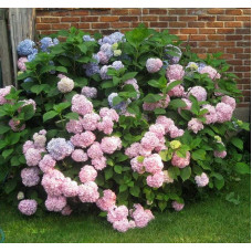 Гортензія широколиста Ніко Блю | Hydrangea macrophylla Nikko BlueГортензия широколистная Нико Блю | Hydrangea macrophylla Nikko Blue