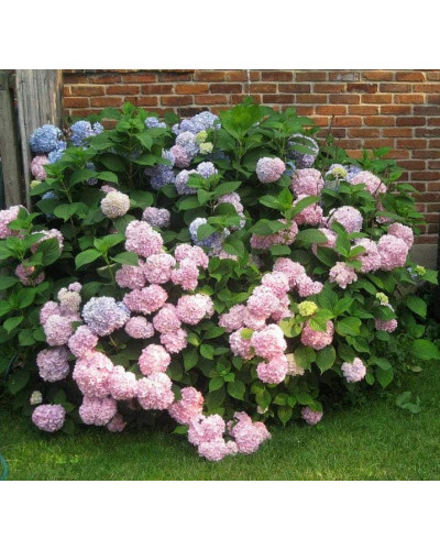 Гортензія широколиста Ніко Блю | Hydrangea macrophylla Nikko BlueГортензия широколистная Нико Блю | Hydrangea macrophylla Nikko Blue
