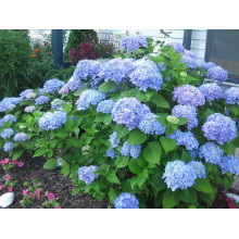 Гортензія широколиста Ніко Блю | Hydrangea macrophylla Nikko BlueГортензия широколистная Нико Блю | Hydrangea macrophylla Nikko Blue