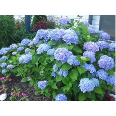 Гортензія широколиста Ніко Блю | Hydrangea macrophylla Nikko BlueГортензия широколистная Нико Блю | Hydrangea macrophylla Nikko Blue