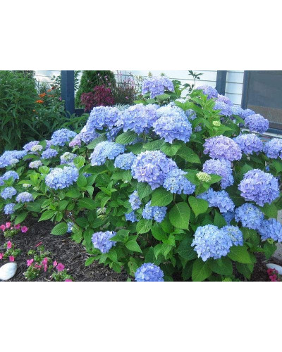 Гортензія широколиста Ніко Блю | Hydrangea macrophylla Nikko BlueГортензия широколистная Нико Блю | Hydrangea macrophylla Nikko Blue