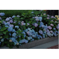 Гортензія широколиста Ніко Блю | Hydrangea macrophylla Nikko BlueГортензия широколистная Нико Блю | Hydrangea macrophylla Nikko Blue