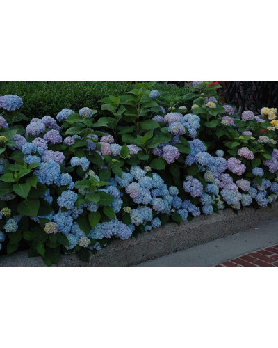 Гортензія широколиста Ніко Блю | Hydrangea macrophylla Nikko BlueГортензия широколистная Нико Блю | Hydrangea macrophylla Nikko Blue