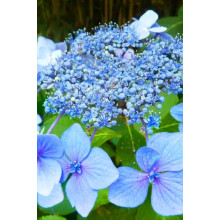 Гортензія широколиста Марієсі Перфекта / Блю Вейв | Hydrangea macrophylla Mariesii Perfecta / Blue Wave | Гортензия широколистная Мариеси Перфекта / Блю Вейв