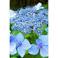 Гортензія широколиста Марієсі Перфекта / Блю Вейв | Hydrangea macrophylla Mariesii Perfecta / Blue Wave | Гортензия широколистная Мариеси Перфекта / Блю Вейв
