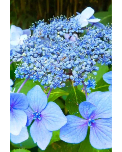 Гортензія широколиста Марієсі Перфекта / Блю Вейв | Hydrangea macrophylla Mariesii Perfecta / Blue Wave | Гортензия широколистная Мариеси Перфекта / Блю Вейв