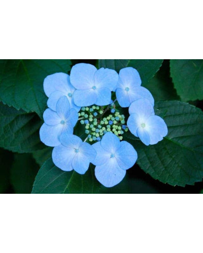 Гортензія широколиста Марієсі Перфекта / Блю Вейв | Hydrangea macrophylla Mariesii Perfecta / Blue Wave | Гортензия широколистная Мариеси Перфекта / Блю Вейв