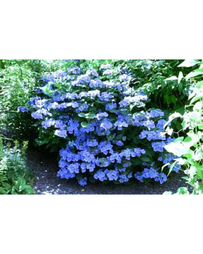 Гортензія широколиста Марієсі Перфекта / Блю Вейв | Hydrangea macrophylla Mariesii Perfecta / Blue Wave | Гортензия широколистная Мариеси Перфекта / Блю Вейв
