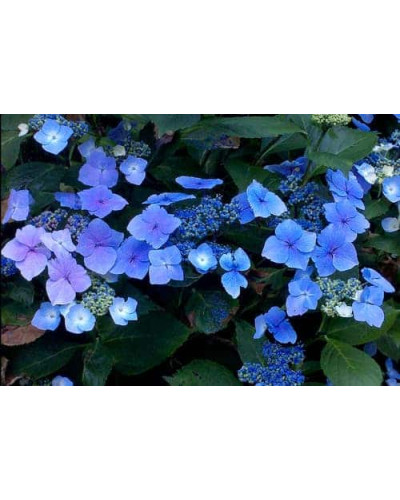 Гортензія широколиста Марієсі Перфекта / Блю Вейв | Hydrangea macrophylla Mariesii Perfecta / Blue Wave | Гортензия широколистная Мариеси Перфекта / Блю Вейв