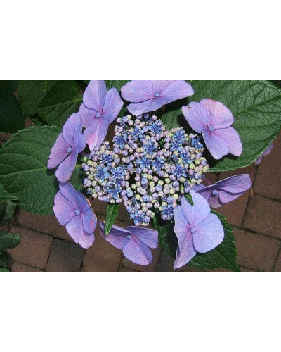 Гортензія широколиста Марієсі Перфекта / Блю Вейв | Hydrangea macrophylla Mariesii Perfecta / Blue Wave | Гортензия широколистная Мариеси Перфекта / Блю Вейв