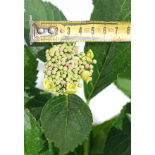 Гортензія широколиста Марієсі Перфекта / Блю Вейв | Hydrangea macrophylla Mariesii Perfecta / Blue Wave | Гортензия широколистная Мариеси Перфекта / Блю Вейв