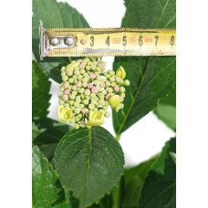 Гортензія широколиста Марієсі Перфекта / Блю Вейв | Hydrangea macrophylla Mariesii Perfecta / Blue Wave | Гортензия широколистная Мариеси Перфекта / Блю Вейв