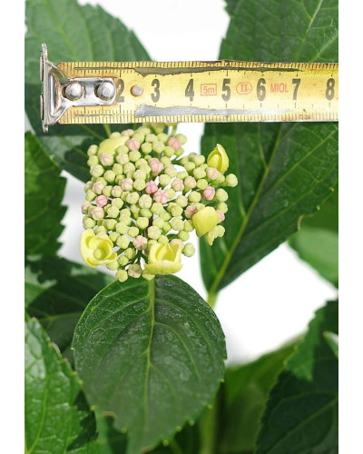 Гортензія широколиста Марієсі Перфекта / Блю Вейв | Hydrangea macrophylla Mariesii Perfecta / Blue Wave | Гортензия широколистная Мариеси Перфекта / Блю Вейв