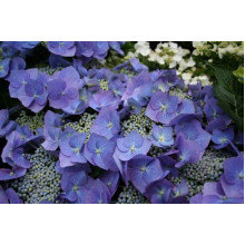 Гортензія широколиста Марієсі Перфекта / Блю Вейв | Hydrangea macrophylla Mariesii Perfecta / Blue Wave | Гортензия широколистная Мариеси Перфекта / Блю Вейв