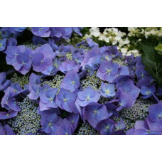 Гортензія широколиста Марієсі Перфекта / Блю Вейв | Hydrangea macrophylla Mariesii Perfecta / Blue Wave | Гортензия широколистная Мариеси Перфекта / Блю Вейв